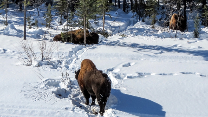 Лесных бизонов стало больше в Якутии