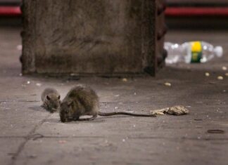 Дератизация – уничтожение крыс