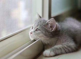 Защищаем усатых-полосатых, или Какая «Антикошка» эффективнее?