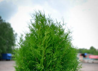 Создание уютного уголка: дизайн вашего участка с помощью туи