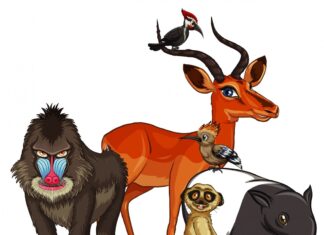 Самые необычные животные Африки, о которых вы не знали!