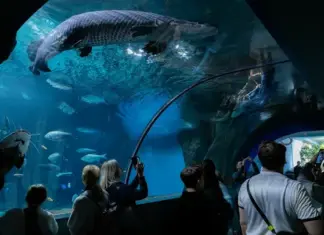 Москвариум на ВДНХ: погрузитесь в захватывающий подводный мир