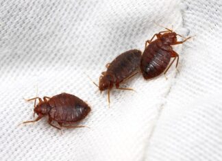 Уничтожение клопов: эффективные методы и важные рекомендации